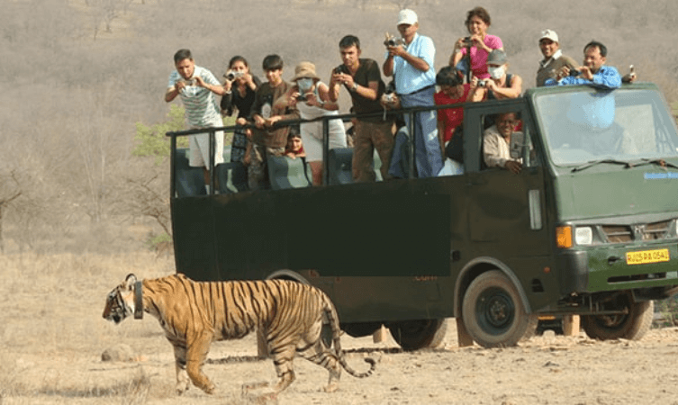 Canter Safari