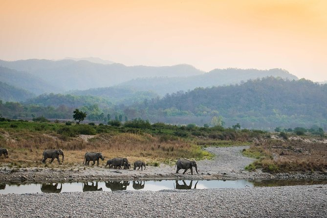 Dhikala Zone Grasslands
