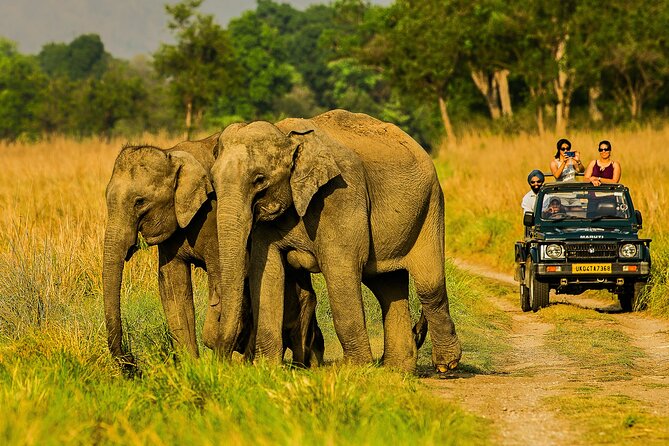 Elephant