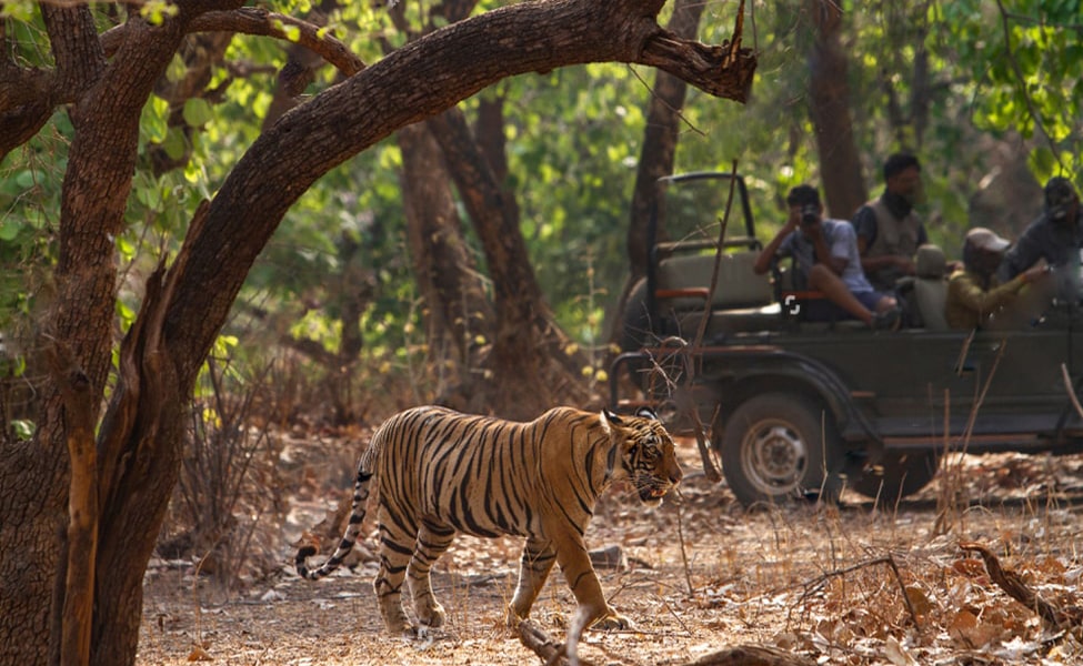 Expert naturalist guide leading a jeep safari in Jim Corbett National Park