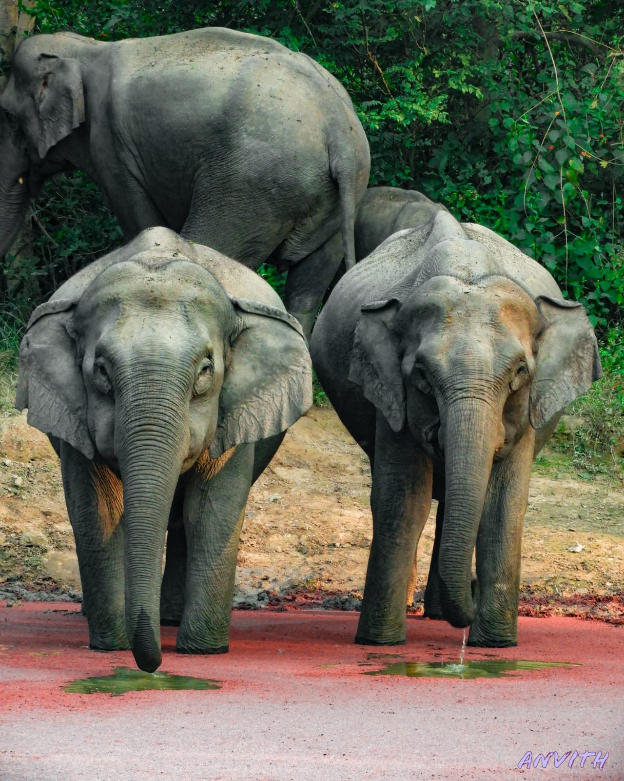 Asian Elephant