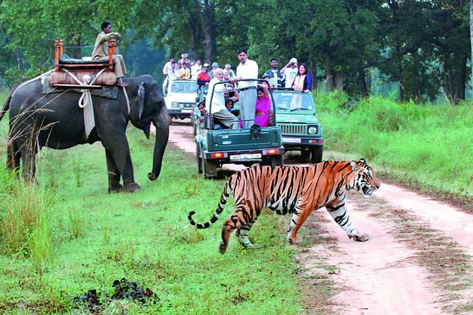 Jim Corbett National Park jungle safari