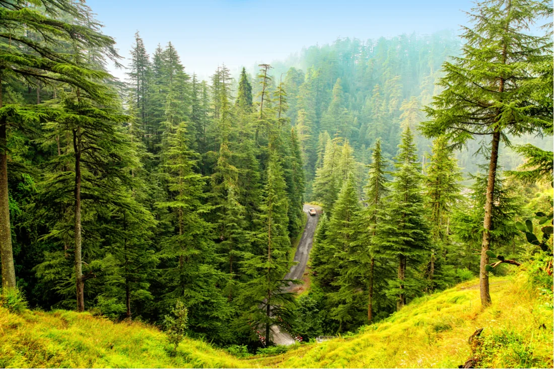 Green pine-covered hills of Kumaon