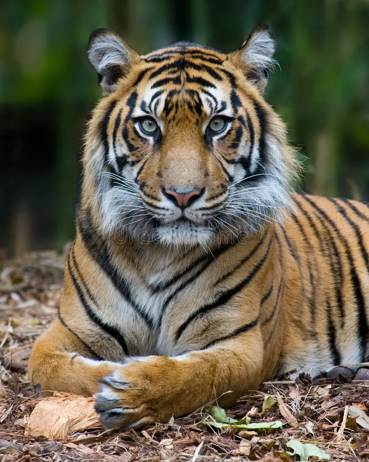 Bengal Tiger