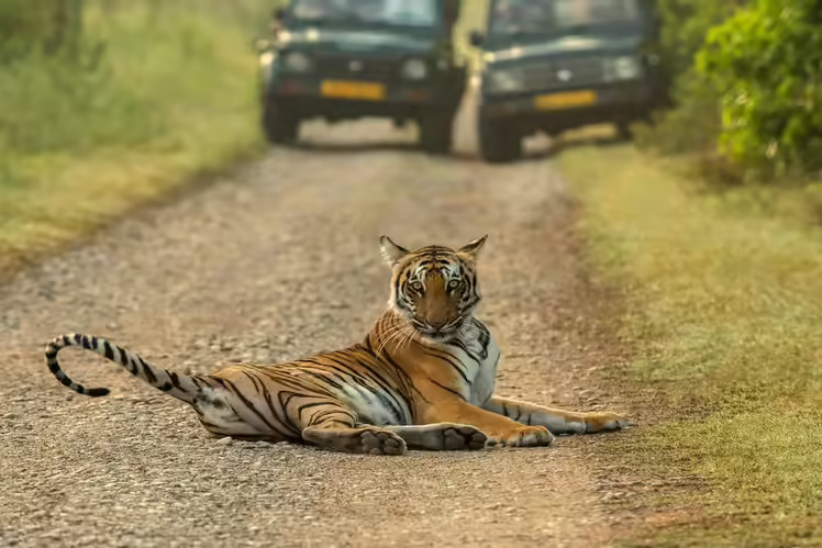Tiger